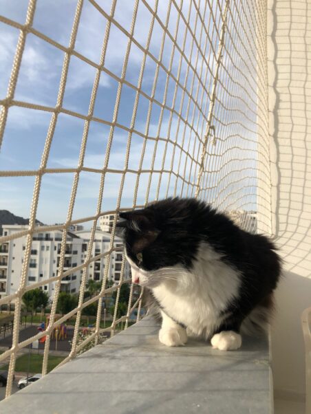 Adana Kedi Filesi Montajı
