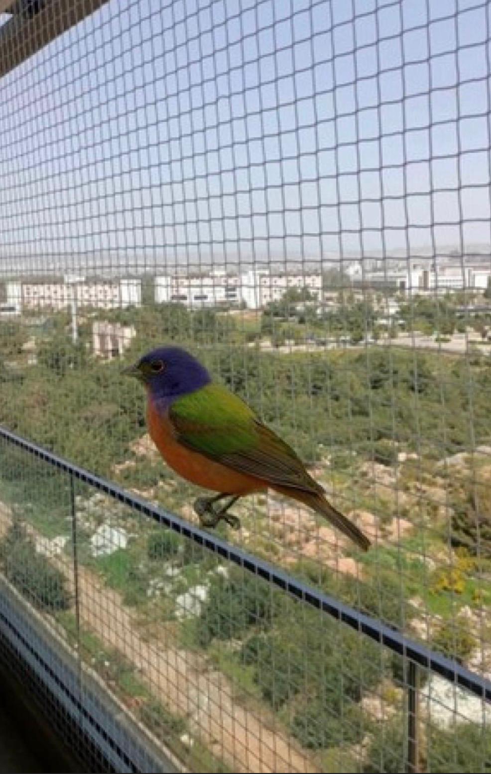 Mersin ve Adana Kuş Filesi Montaj Hizmeti