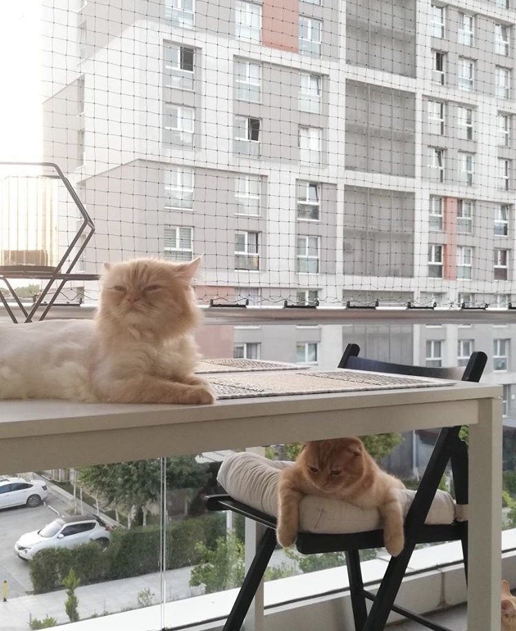Mersin kedi filesi balkon uygulaması